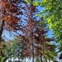 Fagus sylvatica 'Atropunicea' - Afbeelding 976