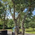 Quercus suber - 8