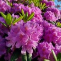 Rhododendron 'Catawbiense Grandiflorum' - Afbeelding 4