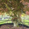 Acer palmatum 'Dragon's fire' - Foto 6