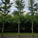 Ginkgo biloba - Foto 3