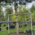 Pinus nigra subsp. Nigra - 1