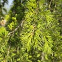 Cedrus deodara 'Pendula' - 4