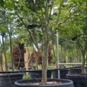 Acer palmatum 'Osakazuki' - Foto 1