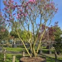 Magnolia 'Susan' - 2