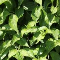 Cornus Mas - zomerblad