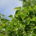 Tilia cordata 'Böhlje' - 2