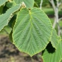 Hamamelis mollis - Foto 1