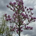 Magnolia 'Ricki' - 1