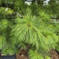 Pinus strobus - 1