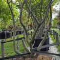 Parrotia persica - Foto 2