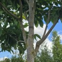 Magnolia 'Wada's Memory' - Foto 4