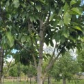Magnolia 'Wada's Memory' - Foto 5