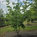 Cornus kousa Chinensis - Foto 1