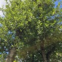 Quercus Suber - 5