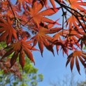 Acer palmatum 'Trompenburg' - 3