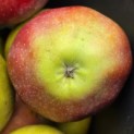 Malus domestica 'Gloster' - Foto 1