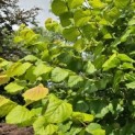 Corylus Avellana 'Aurea' - impressie zomerblad goudhazelaar