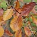 Fagus sylvatica 'Riversii' - impressie herfstkleur