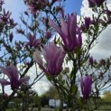 Magnolia 'Betty' - Foto 1