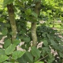 Carpinus Betulus - 5