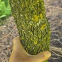 Liquidambar styraciflua - 5