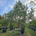 Pinus sylvestris - Foto 6