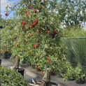 Malus domestica 'Elstar' - 2