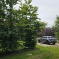 Fagus sylvatica - 1