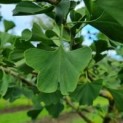 Ginkgo biloba