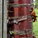Prunus serrula - 1