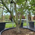 Acer palmatum 'Osakazuki' - Foto 6