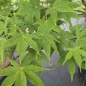 Acer palmatum 'Osakazuki' - Foto 5