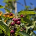 Amelanchier arborea 'Robin Hill' - 7