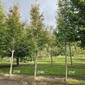Amelanchier arborea 'Robin Hill' - 6