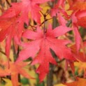 Liquidambar styraciflua 'Worplesdon' - 1