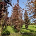 Fagus sylvatica 'Atropunicea' - mei 2024