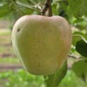 Malus domestica 'Red Elstar' - 4