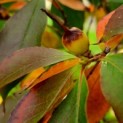 Stewartia Rostrata