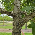 Liquidambar styraciflua - 4