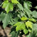 Acer Rubrum. - zomerblad