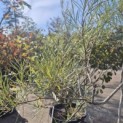 Salix elaeagnos 'Angustifolia' - 2