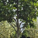 Magnolia 'Wada's Memory' - Foto 1