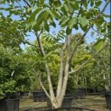 Juglans regia - 6