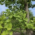 Ginkgo biloba - Foto 1