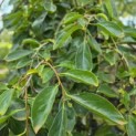Diospyros kaki 'Pendula' - Foto 2