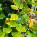 Fagus Dawyck Gold