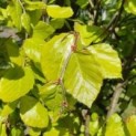 Fagus sylvatica 'Dawyck Gold'