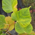 Tilia cordata 'Winter Orange' - Foto 4