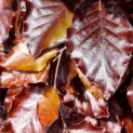 Fagus sylvastica 'Atropunicea' - Foto 1